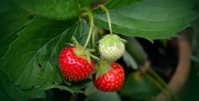 maduración-de-frutos
